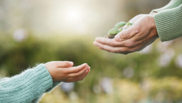 grandfather hands giving grandchild a plant
